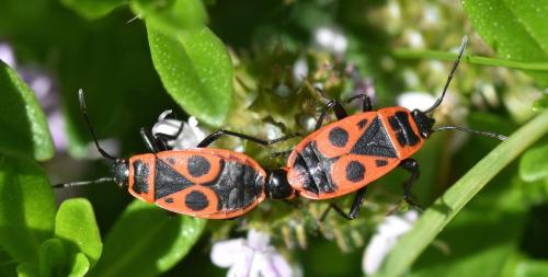Réf. 189 268 : Pyrrhocoris apterus